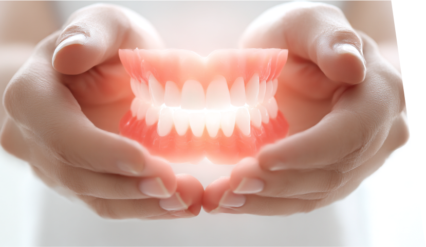 歯の模型イメージ