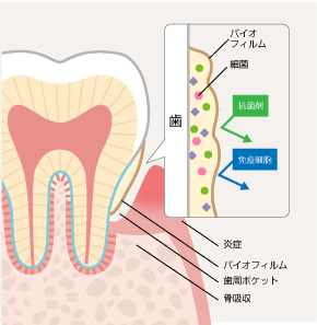 バイオフィルムの様子