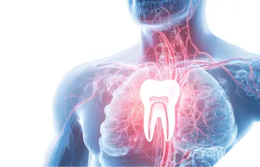 歯と体の関係