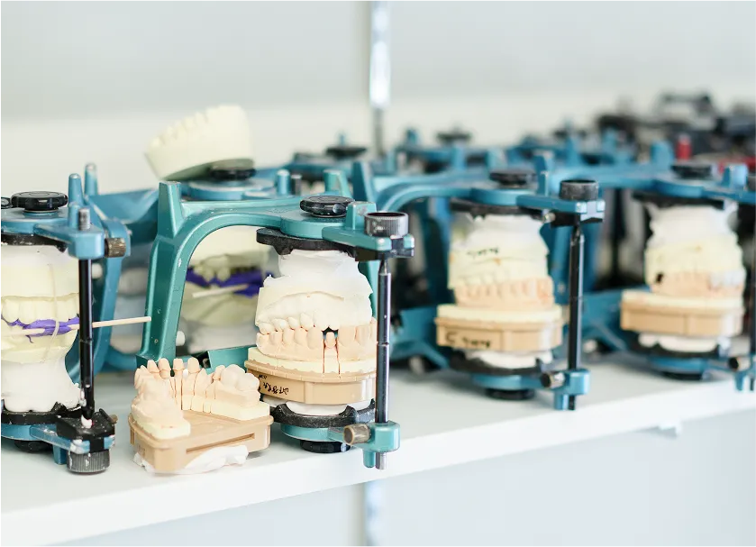 噛み合わせの模型