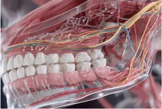 神経・血管の位置